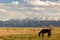 Horse near Balykchy. Kyrgyzstan