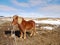 Horse near The Great Geysir