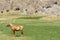 Horse near mountaineering camp Dugoba, Pamir-alay