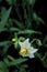 Horse Nettle   17544