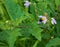 Horse Nettle and Bee