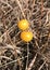 Horse Nettle Fruit