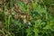 Horse nettle plant in the field closeup