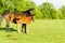 Horse Newborn Foal Farm