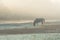 Horse nibbling grass at sunrise in a heavy fog