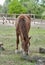 Horse nibbling on short grass