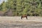 Horse nibbling on short grass