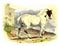 Horse Normandy, vintage engraving