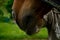 Horse nose closeup - detail nostril