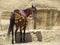 Horse in the old city of Petra, Jordan
