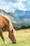 Horse over Dolomite landscape Geisler Odle mountain Dolomites Group Val di Funes