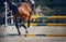 The horse overcomes an obstacle. Equestrian sport, jumping. Overcome obstacles