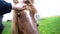 Horse owner touching her face to her seal brown horse. Love for pets. Horse Love.