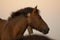 horse pacing peacefully in the mountains at sunset