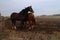 Horse in paddock in Albertovec, Moravian-Silesian region, Czech republic