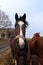 Horse in paddock in Albertovec, Moravian-Silesian region, Czech republic