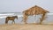 Horse and palapa on the beach