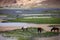 Horse at Pangong Lake in Ladakh