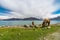 Horse at Pangong Lake in Leh Ladakh, Jammu and Kashmir, India