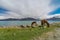 Horse at Pangong Lake in Leh Ladakh, Jammu and Kashmir, India