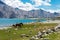 Horse at Pangong Lake view from Between Spangmik and Maan in Ladakh, Jammu and Kashmir, India