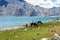 Horse at Pangong Lake view from Between Spangmik and Maan in Ladakh, Jammu and Kashmir, India