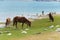 Horse at Pangong Lake view from Between Spangmik and Maan in Ladakh, Jammu and Kashmir, India