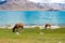 Horse at Pangong Lake view from Between Spangmik and Maan in Ladakh, Jammu and Kashmir, India