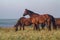 Horse on pasture