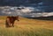 Horse at a pasture