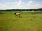 horse on pasture