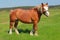 Horse on pasture.