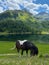 The horse on the pasture, Duisitzkarsee Lake, Austria