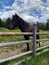 The horse on the pasture, Duisitzkarsee Lake, Austria