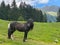 The horse on the pasture, Duisitzkarsee Lake, Austria