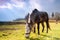 Horse on pasture in evening glow