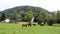 Horse pasture on meadow