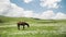 Horse at pasture in the mountain valley in Central Asia