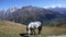 Horse on pasture in the mountains