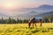 Horse pasture in the mountains. Mysterious sunrise that is by fo