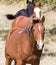 A horse in a pasture in nature