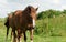 Horse on  a pasture. Portrait of a horse, brown horse