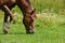 Horse on pasture. Portrait of a horse, brown horse