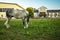 Horse pasture on ranch farm outdoor country side space green grass meadow and farm buildings landmark view background