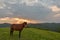 Horse on pasture at September evening near sunset