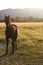 A Horse on a Pasture at Sunset