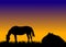 Horse on pasture at sunset near stable