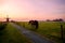 Horse on pasture and windmill at sunrise