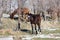 A horse in a pasture in winter