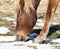 A horse in a pasture in winter